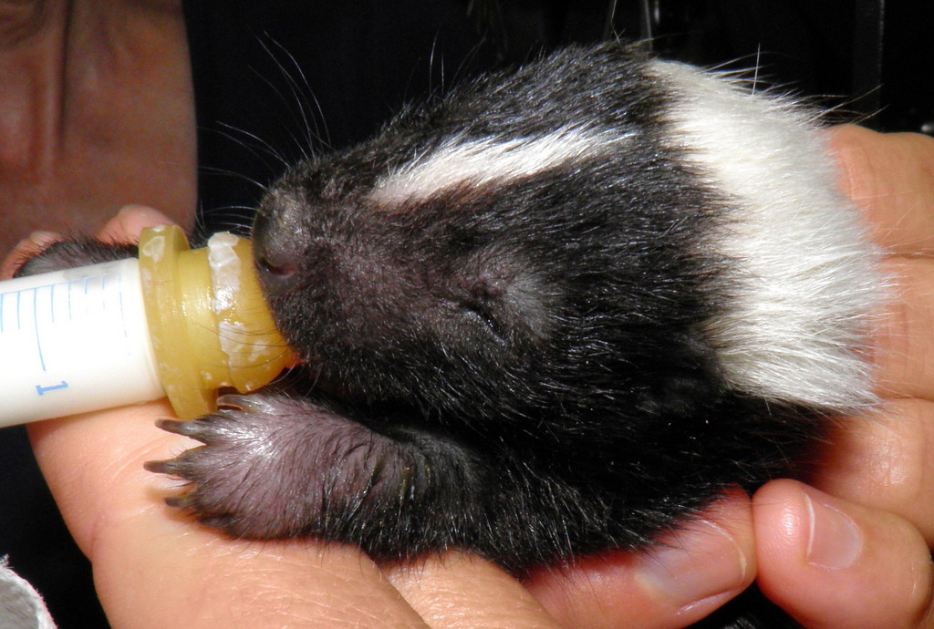 Tiny baby skunk being fed milk from a syringe with a rubber nipple on it.