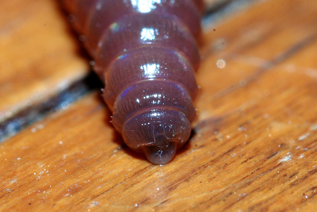Image of the head of a nightcrawler earthworm.