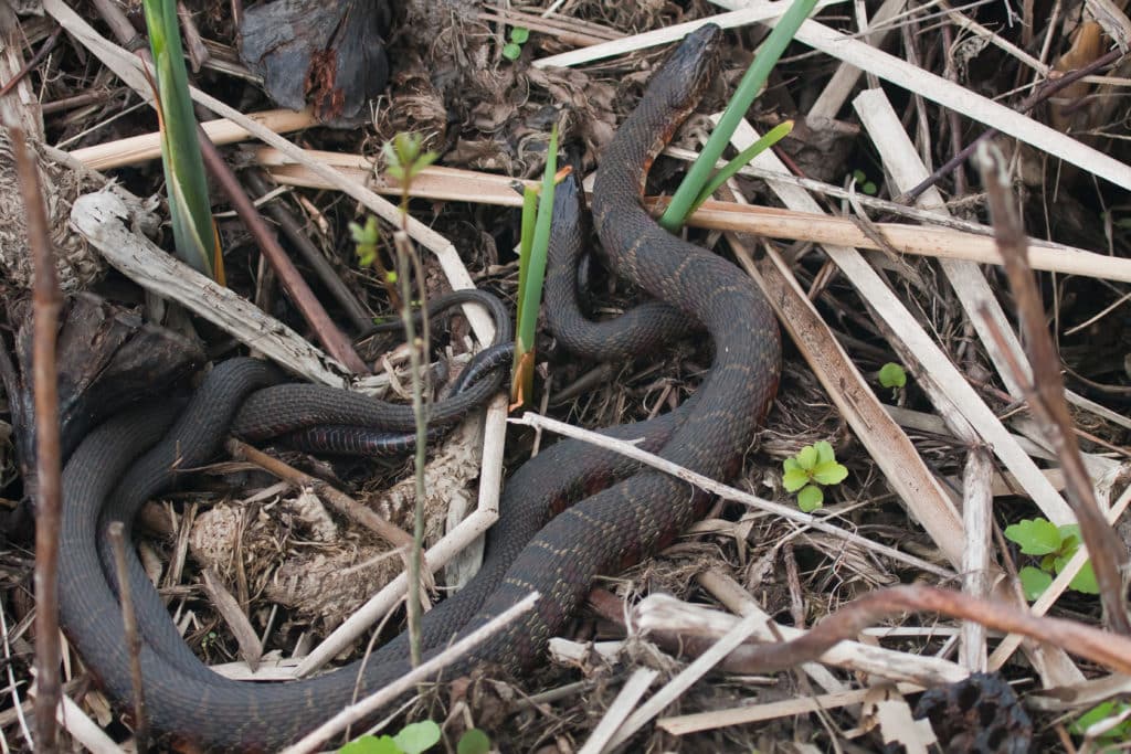 Two Northern Water Snakes lying on ground surrounded by twigs, one loosely wrapped around the other.