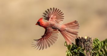 Male Northern Cardinal in flight.