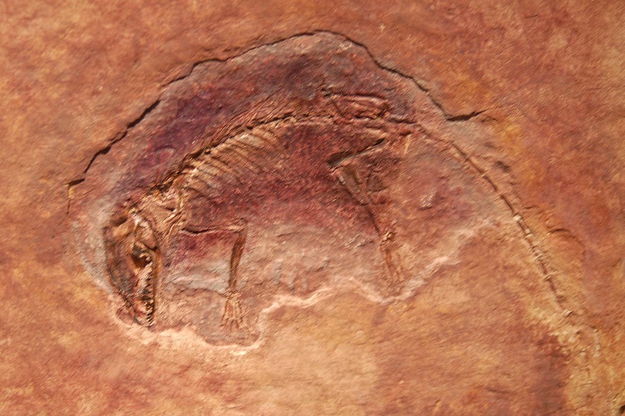 Fossile de mammifère incrusté dans une pierre de couleur rouille.