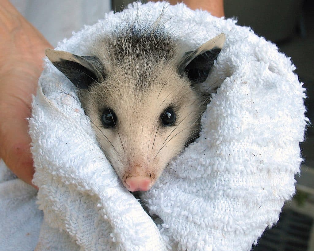 Proper rescue, care for injured or orphaned urban wildlife Wildlife