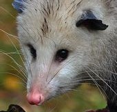 Close up of the face of a Virginia Opossum.