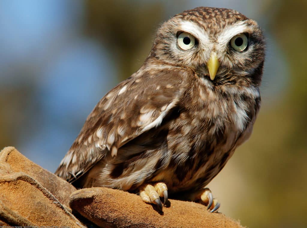 Little Owl, Athene noctua, standing on a hand wearing a brown, leather glove.