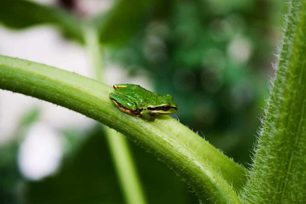 A bright green-colored Pacific Tree Frog, Pseudacris regilla.