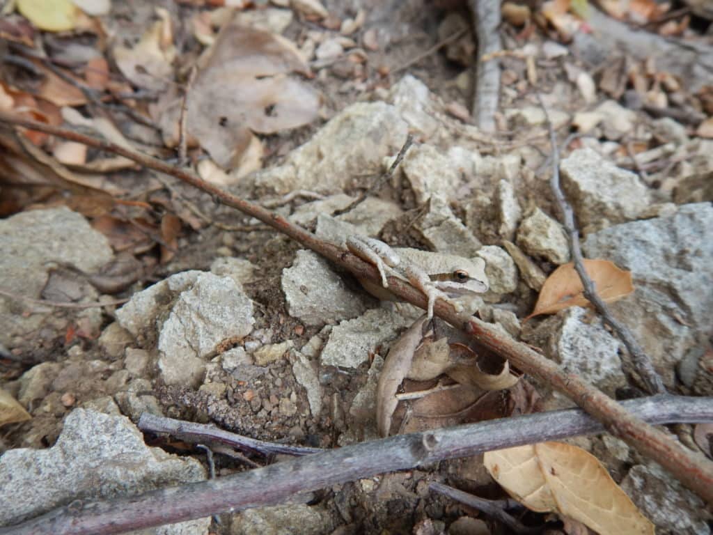 A brown-colored Pacific Tree Frog, Pseudacris regilla, lying on a brown twig.