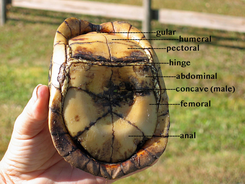 Underside of a box turtle with labels naming the largest scutes and showing the concave center of a male.