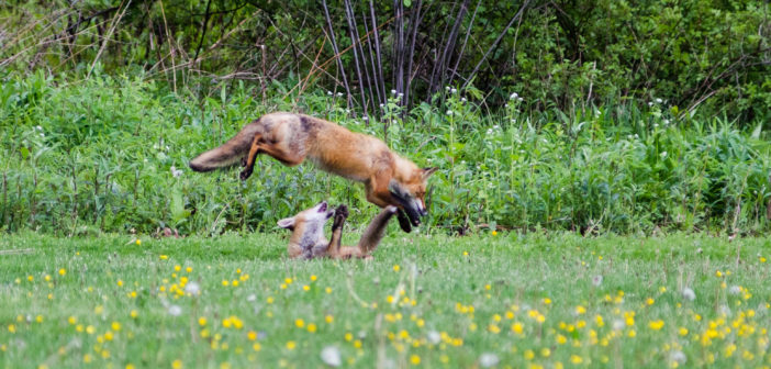 Two kit foxes are playing in a meadow bordered by shrubbery. One is on its back and the other is jumping over it.