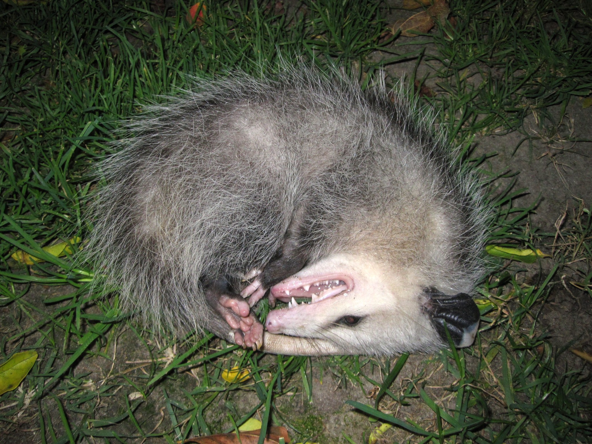About the Virginia Opossum, a yard's ideal visitor Wildlife