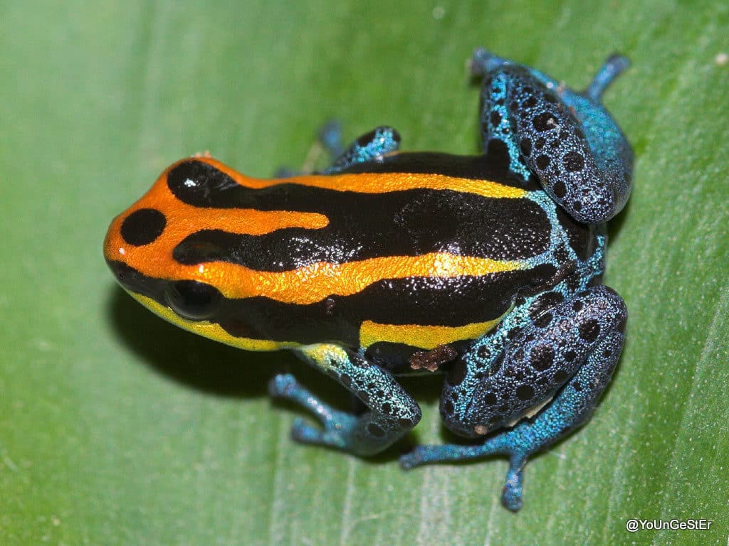 Beautiful poison dart frog Ranitomeya amazonica with orange and black stripes and blue markings.