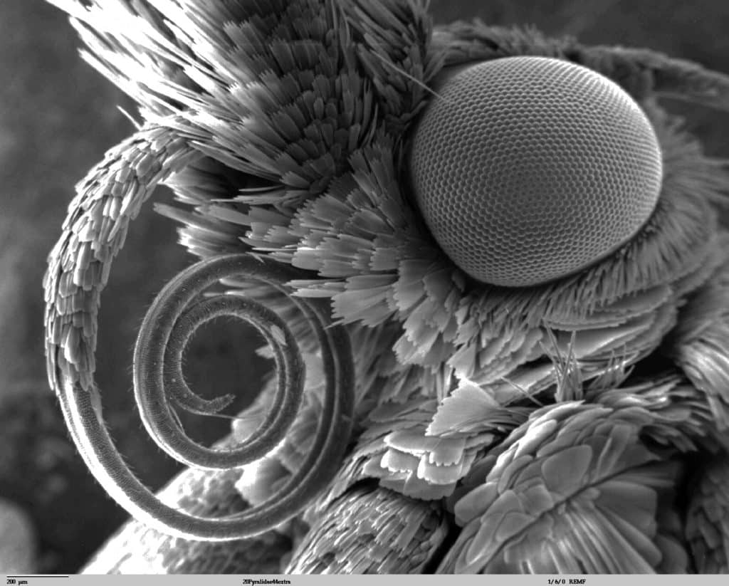 Microscopic view of the head of a moth in the Pyralidae family.