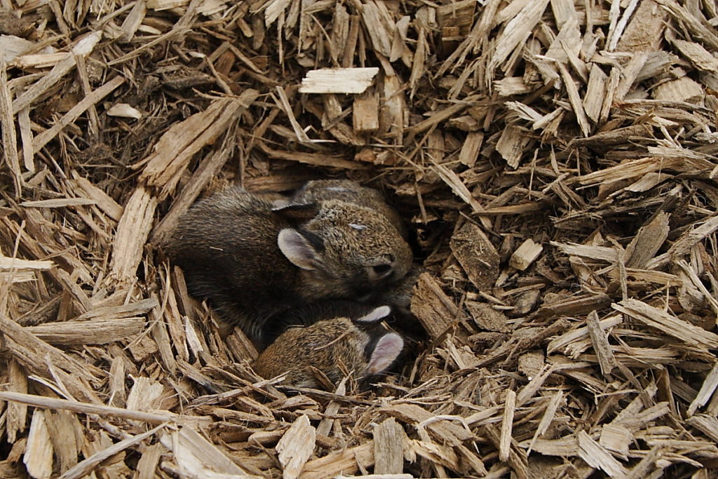 Three baby cottontail rabbits visible lying in nest dug into pile of wood mulch.