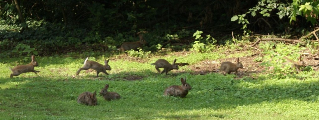 Several cottontails running around in a yard