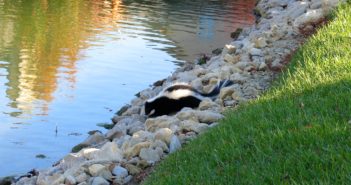 A rabid skunk out in the daytime, near the edge of a pond.