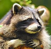 Close up of the face of a Northern Raccoon.