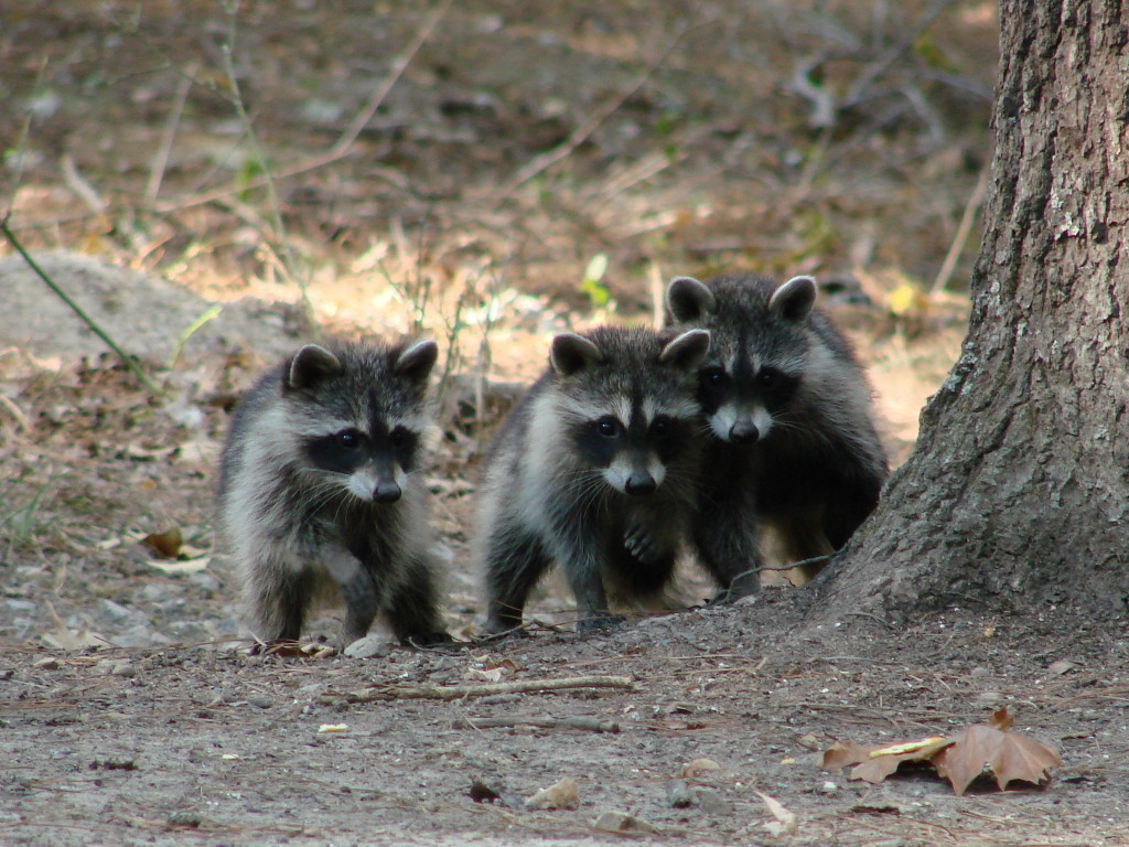 Mother Northern Raccoon standing next to a tree, with two of her young standing next to her.