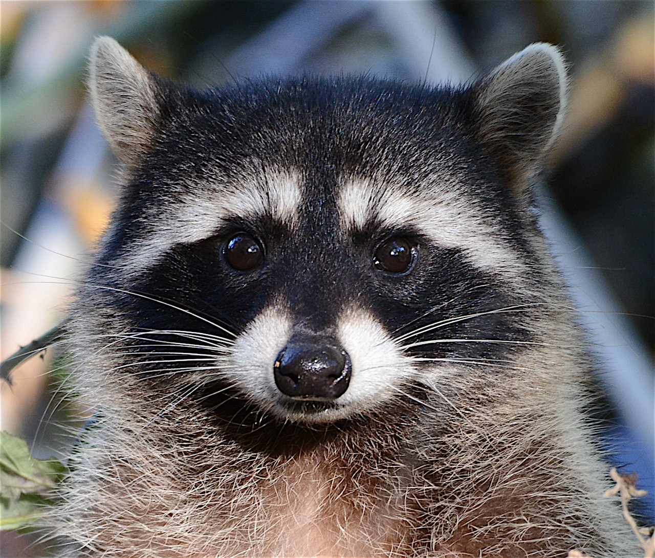 raccoon