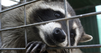 Captive Northern Raccoon sticking its snout through the bars on a small cage.