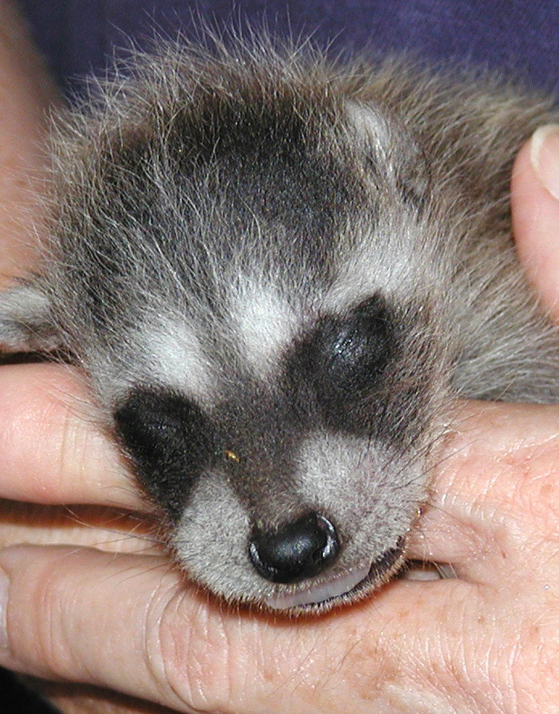 Rescued baby Northern Raccoon with eyes still closed and ears flattened, held in human's hand.