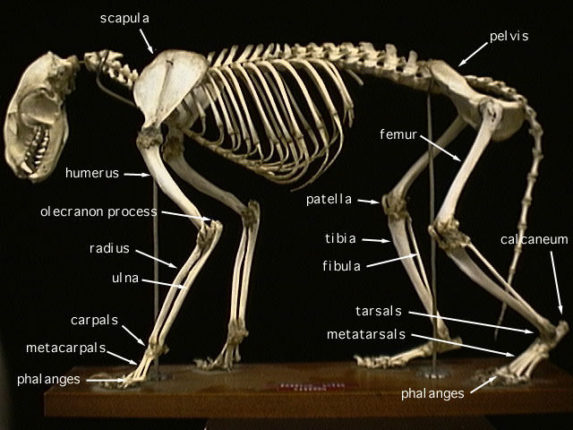 Image of a raccoon skeleton on display with added label marking the different bones.