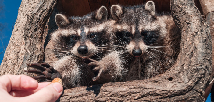 Two young raccoons are looking out of a tree hollow and a human hand is holding up a morsel of food for them.