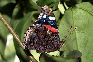 Red Admiral ventral 3