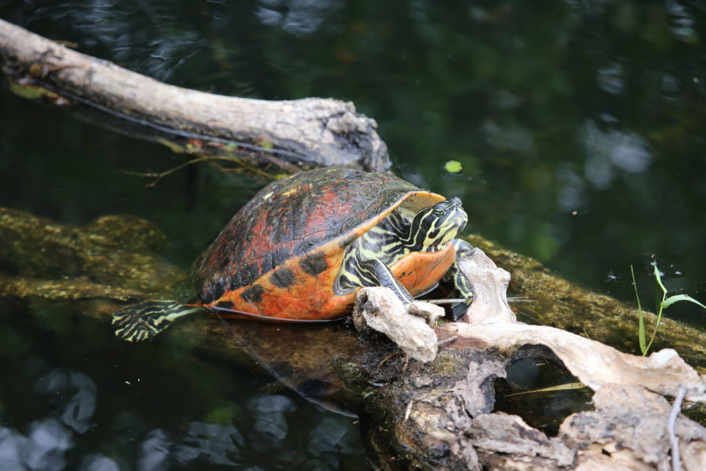 Red-bellied Cooter turtle