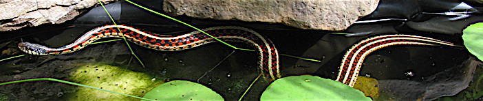 Red-sided Garter snake, Thamnophis sirtalis