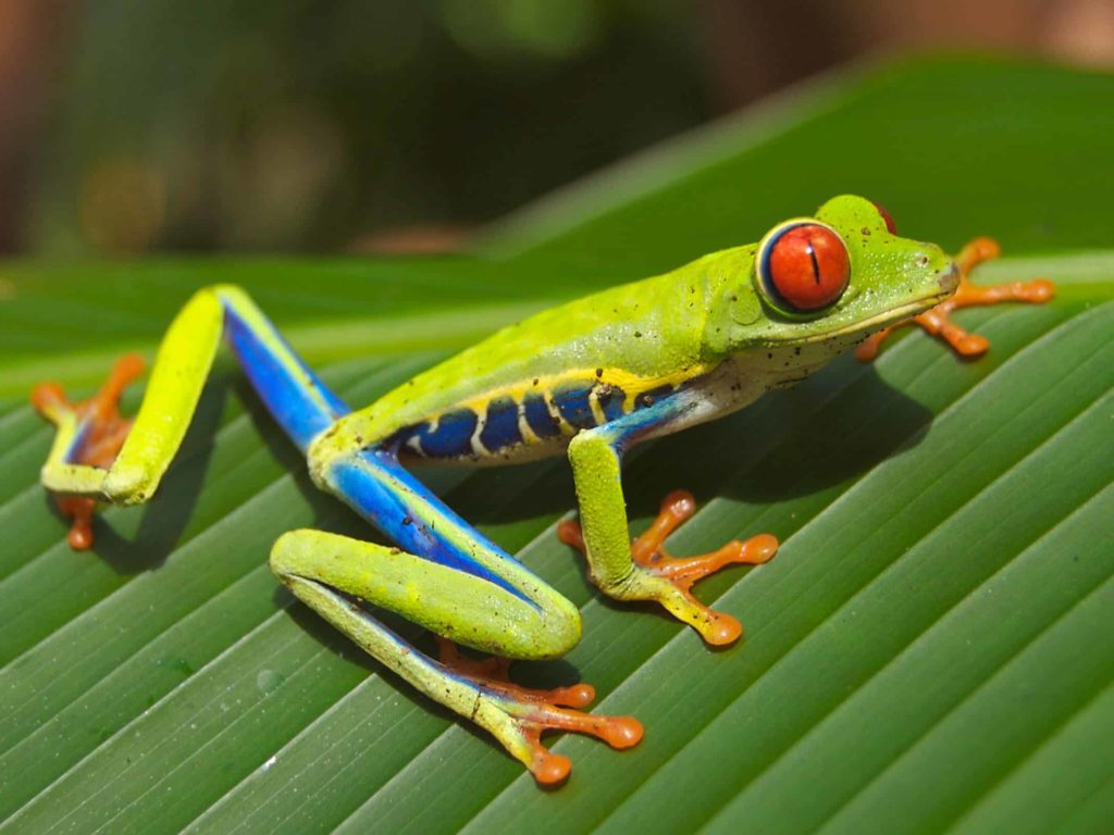 A colorful Red-eyed Tree Frog, Agalychnis callidryas, which has orange toes, sitting on a green leaf.