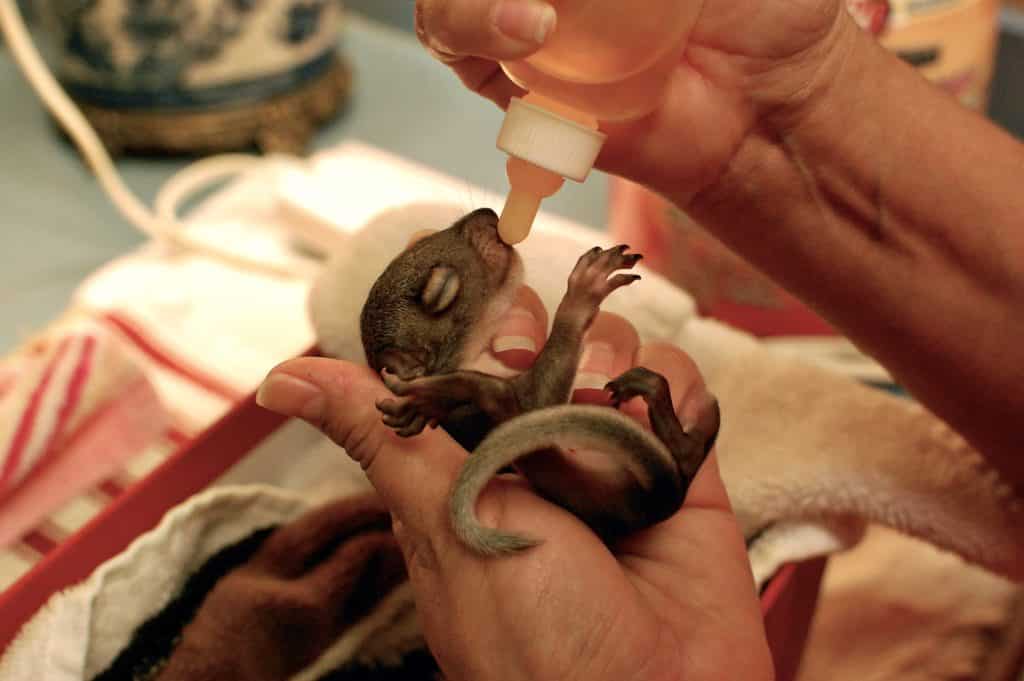 Tiny baby squirrel lying on its back on a person's hand, while being fed milk from a tiny bottle.