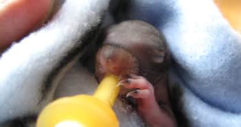 Rescued baby squirrel wrapped in blue blanket, lying on its back while drink milk from a tiny baby bottle.