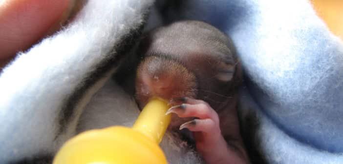 Rescued baby squirrel wrapped in blue blanket, lying on its back while drink milk from a tiny baby bottle.