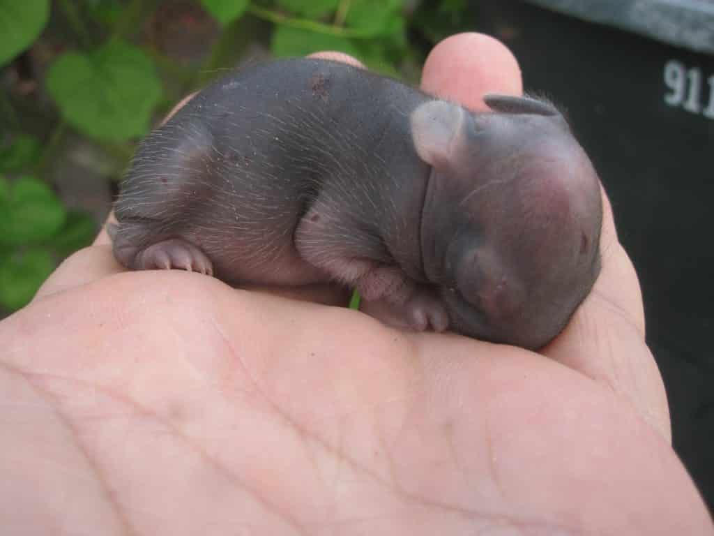 Human hand, palm open, holding a tiny, nearly hairless gray bunny. It's eyes are closed and ears are laying flat.