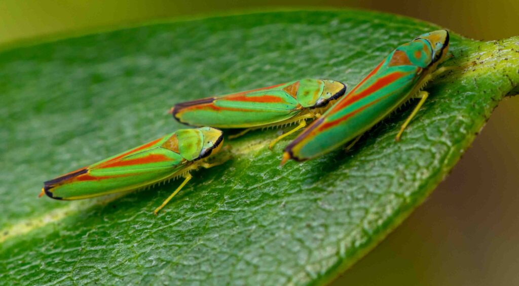 Three Rhododendron Leafhoppers standing on a green leaf.