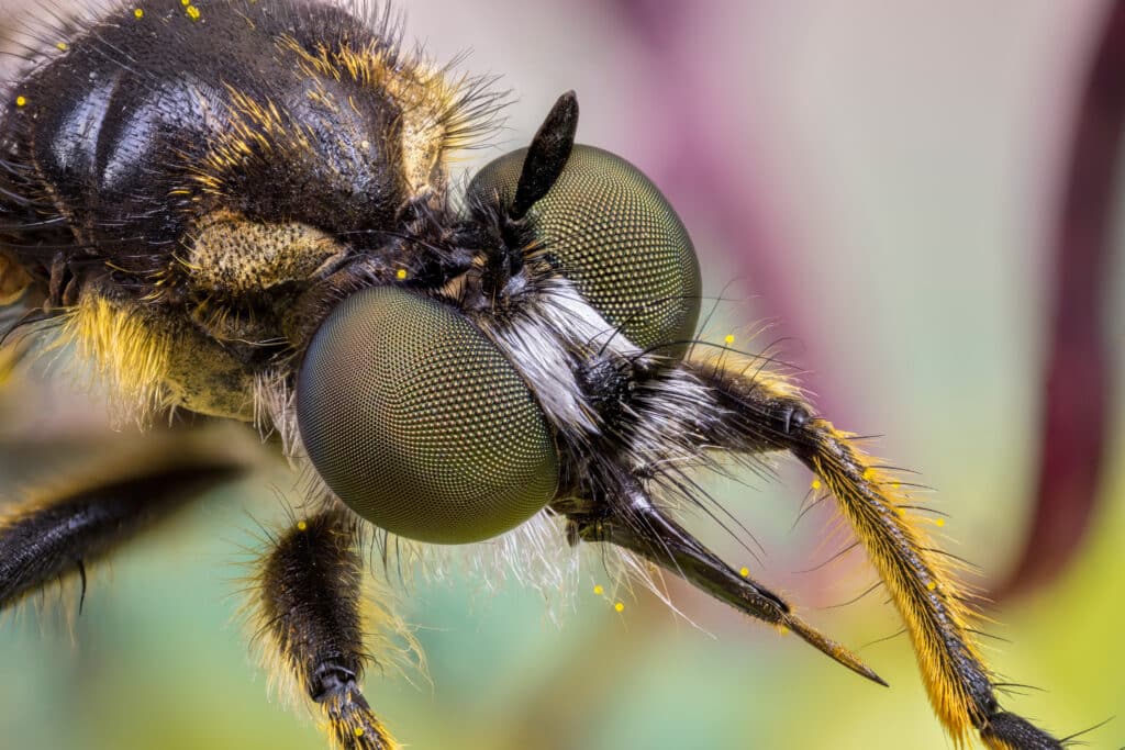 Close up of the head of a robber fly in the family Asilida, showing its sharp proboscis.