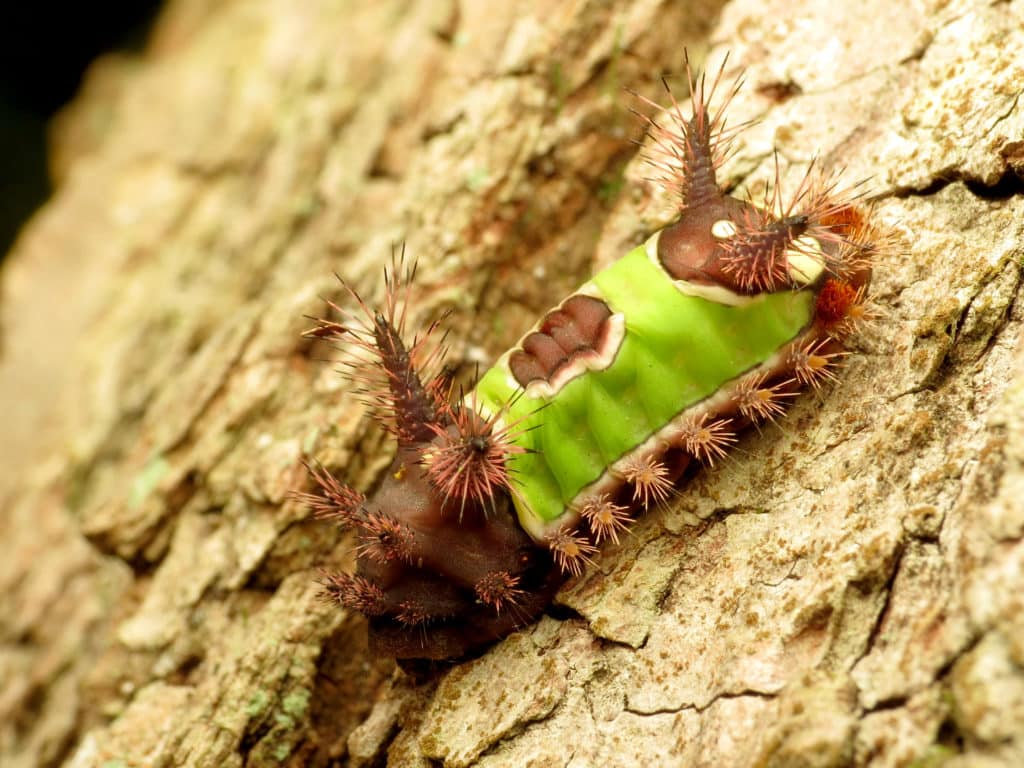 Saddleback Caterpillar, Acharia stimulea, showing the sharp, toxic spines that are painful when touched.