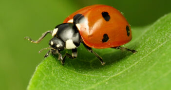 Close up of a Seven-spotted Lady Beetle standing on a green leaf.