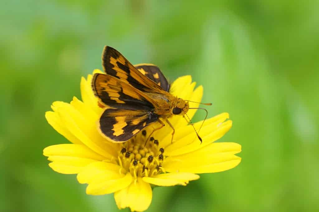 Skipper butterfly, Potanthus pava, with forewings held upright and hind wings horizontal.