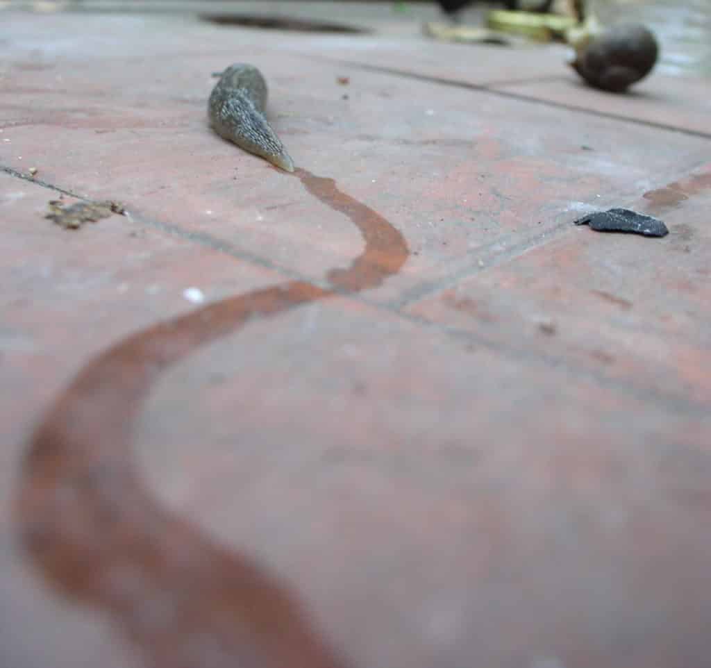 Slug moving across a red brick surface, leaving a trail of slime behind it.