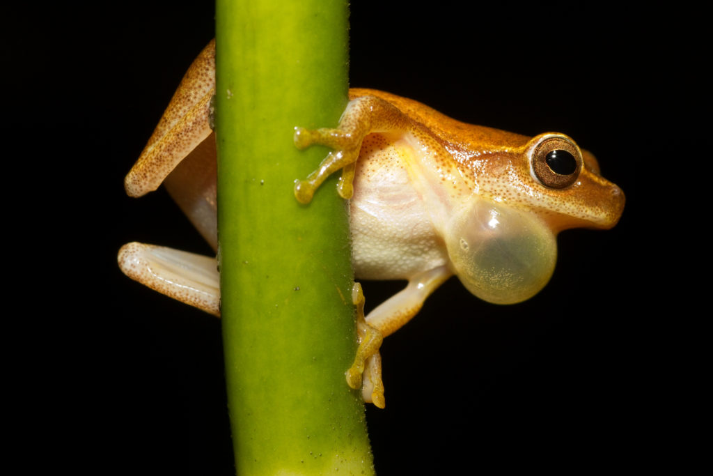 Small-headed Tree Frog, Dendropsophus microcephalus, male, with inflated vocal sac while clinging to a vertical plant stem.