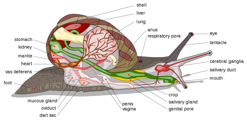 Color illustration of a snail's internal and external anatomy, with labels.