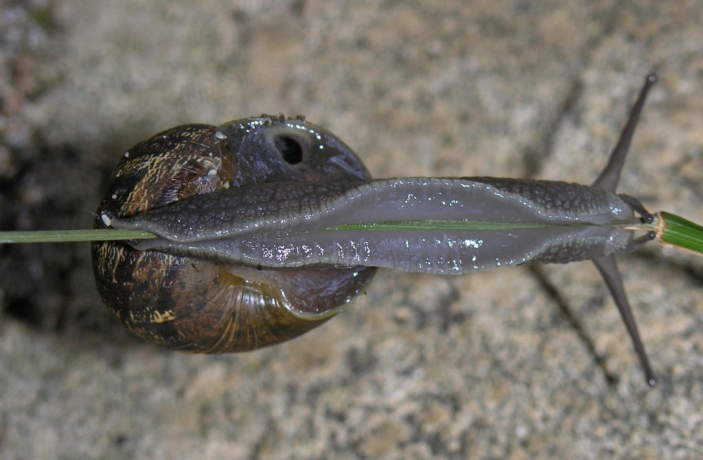 Underside of Cornu aspersum snail climbing a very thin blade of grass, with breathing hole visible.