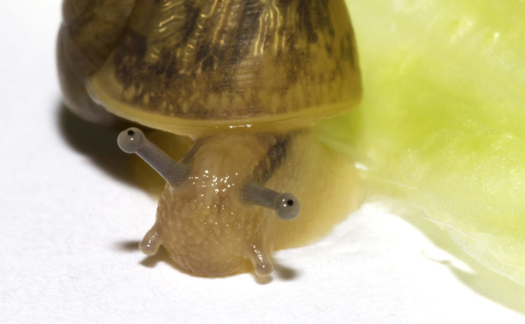 Front of a snail showing its eyes at the tips of the upper tentacles.