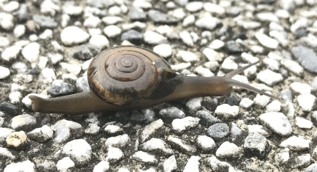 Unidentified species of snail with brown coloration that is crawling across a rocky surface.