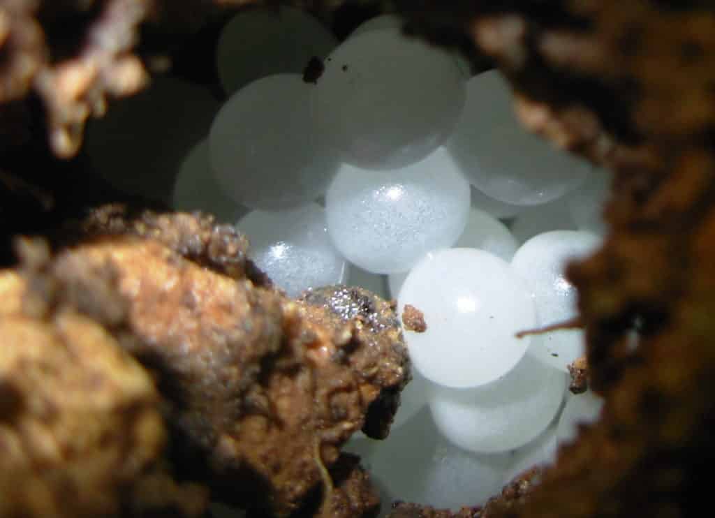 Cluster of white snail eggs nestled within dirt or other brown matter.