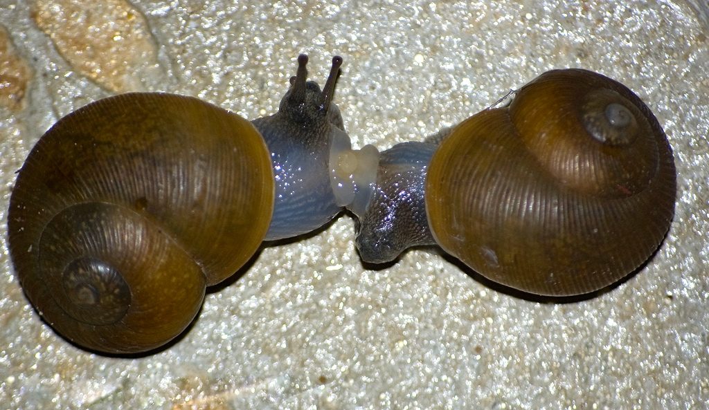 Two brown-colored snails with their genitals joined together.