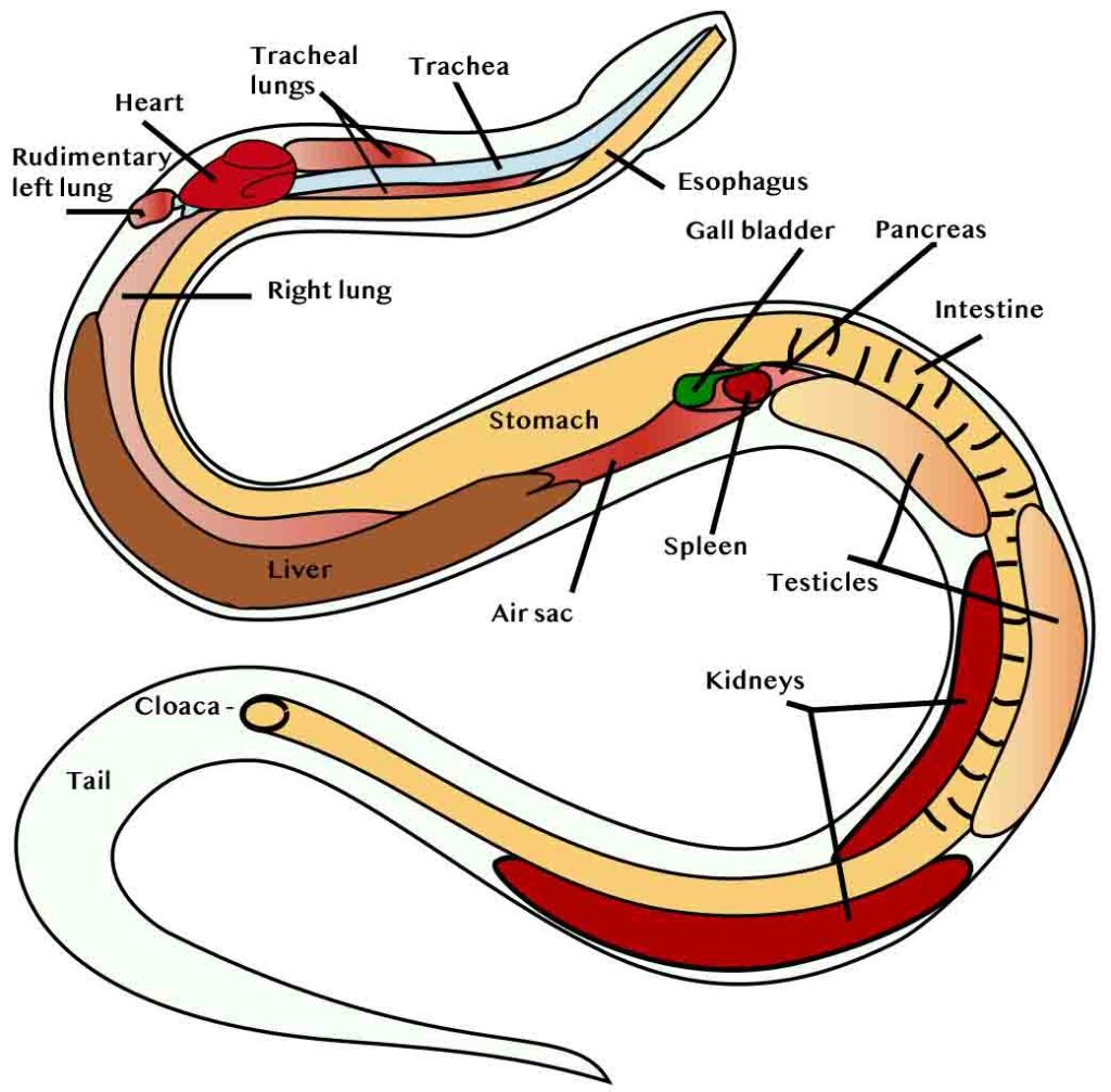 Color drawing of snake anatomy with labels.