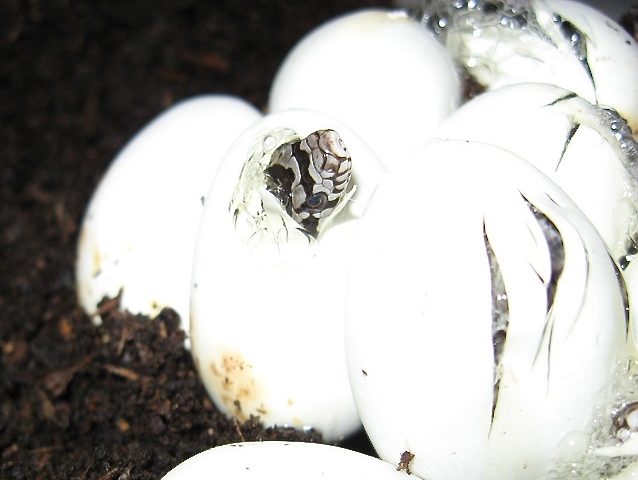 The face of a baby snake can be seen as it begins hatching from its egg.