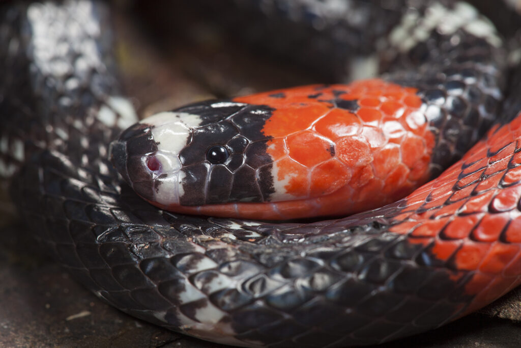 Side view of a coral snake's head, showing its round pupil.