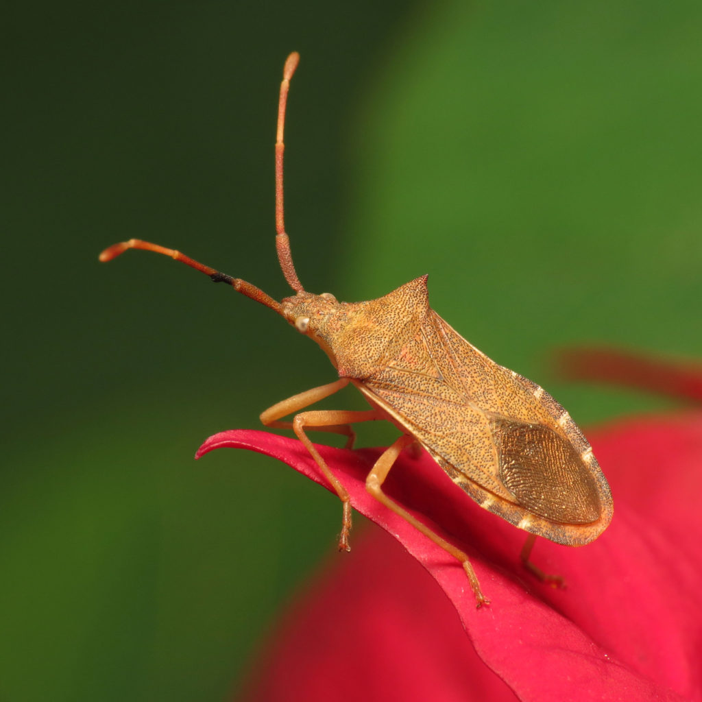 Squash Bug, Gonocerus acuteanagulatus. standing on a red leaf against a green background.